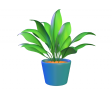 House plant for decoration